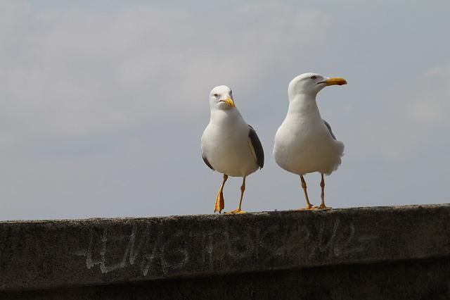 0085 via dell Amore.JPG
